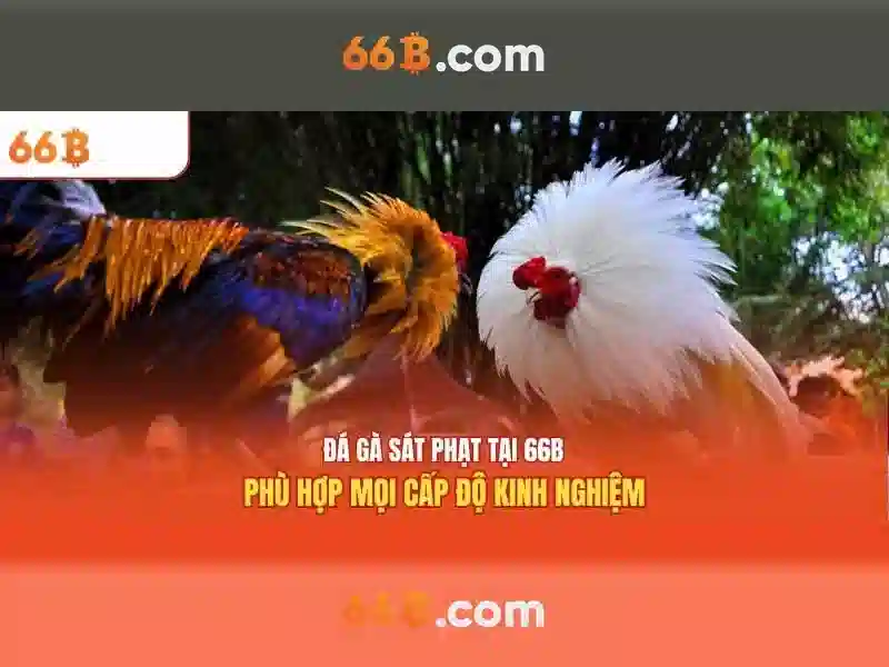 Ứng dụng của 66b trong ngành công nghệ