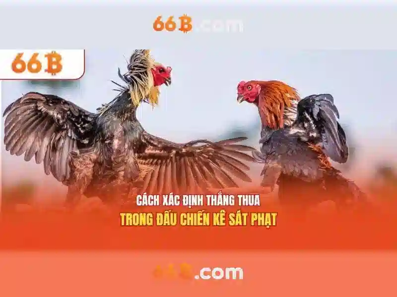Livestream da ga toc do cao tai 66b