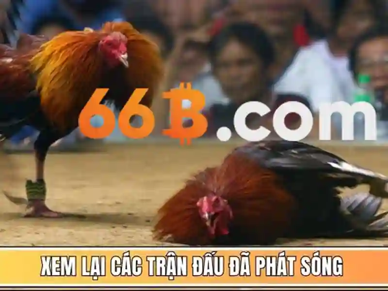 Giới thiệu về 66b